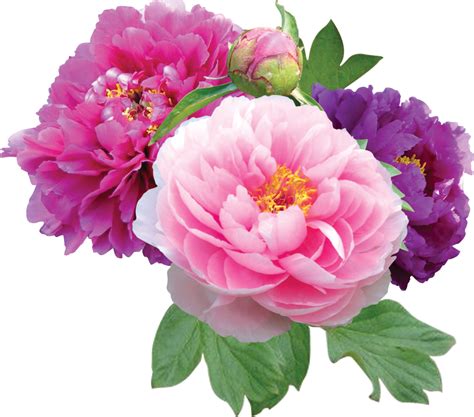 peony clip art|peonies images free.